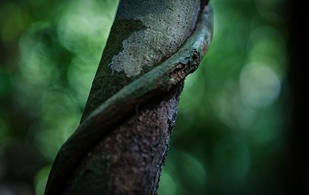 Koh Rong Rainforest Tour
